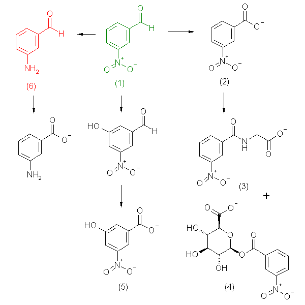 metabolic pathway