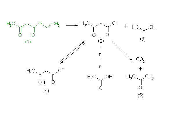 metabolic pathway