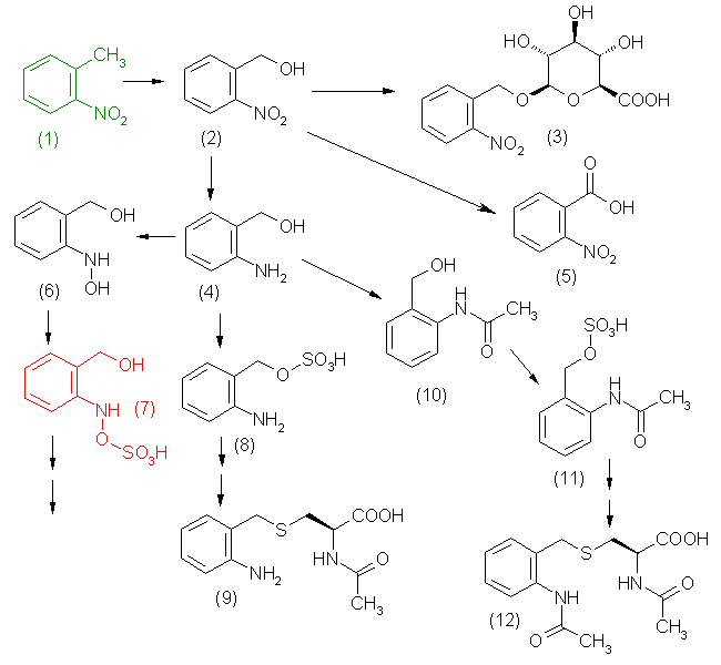 metabolic pathway