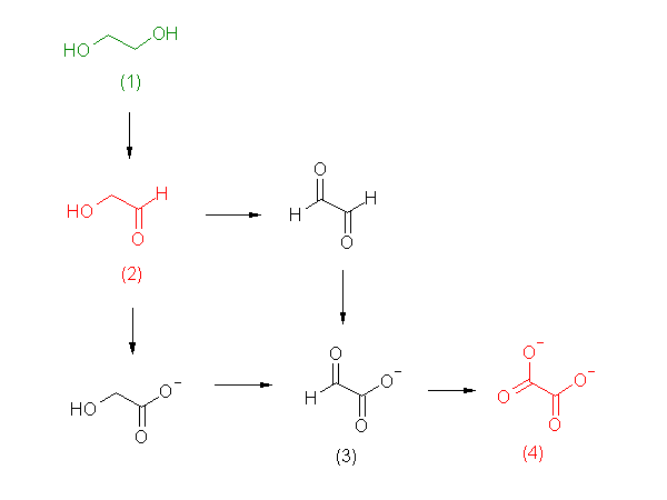 metabolic pathway