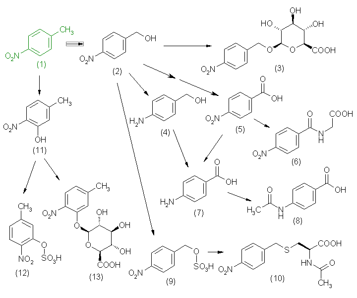 metabolic pathway