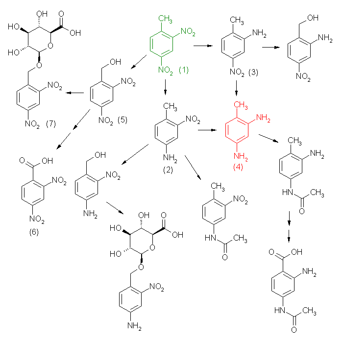 metabolic pathway