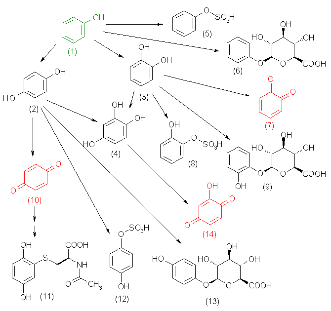 metabolic pathway