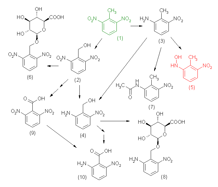 metabolic pathway