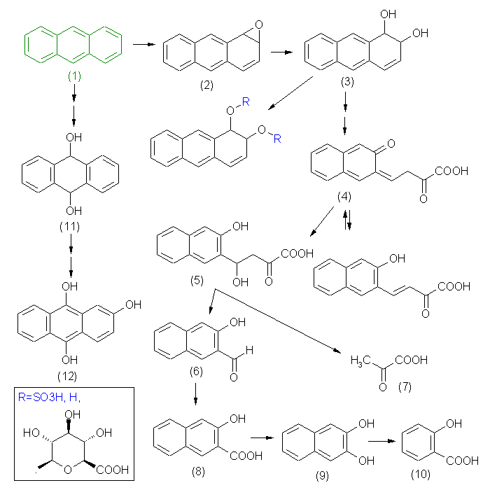 metabolic pathway