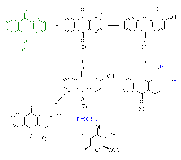 metabolic pathway