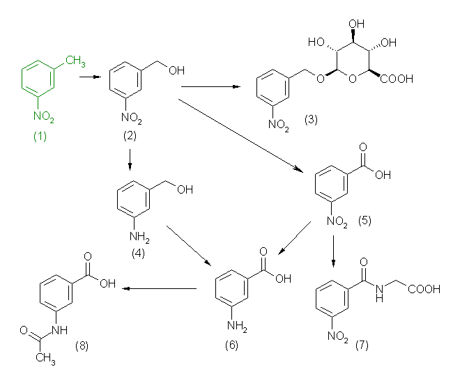 metabolic pathway