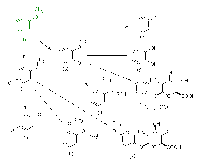 metabolic pathway