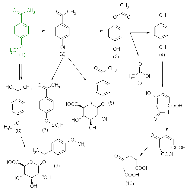 metabolic pathway