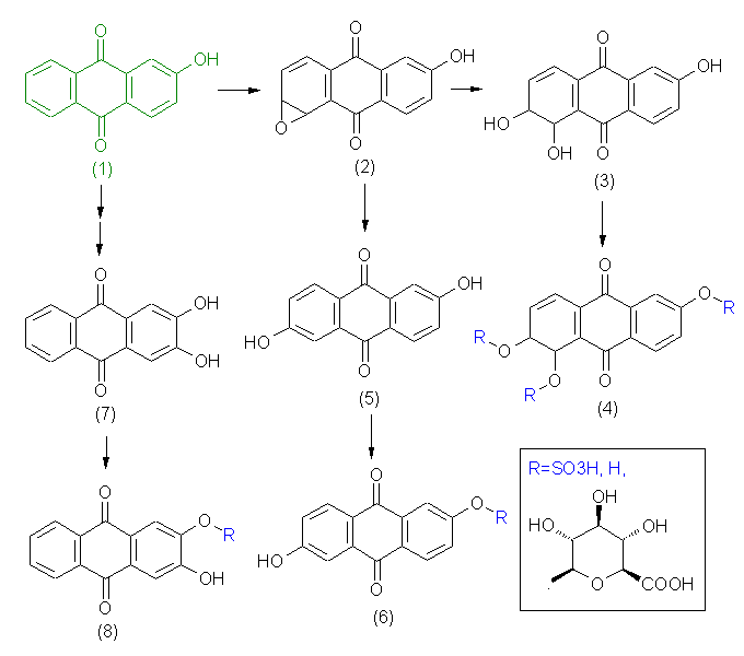 metabolic pathway