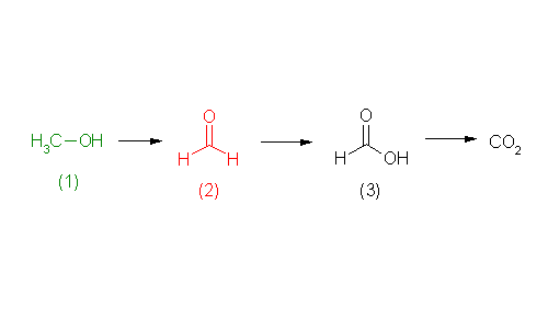 metabolic pathway