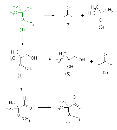 metabolic pathway