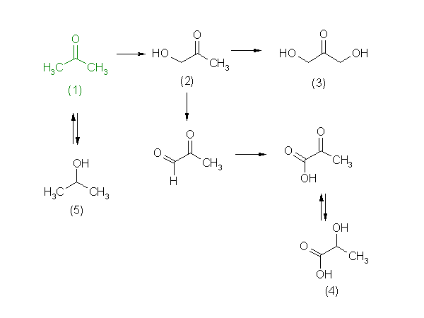 metabolic pathway