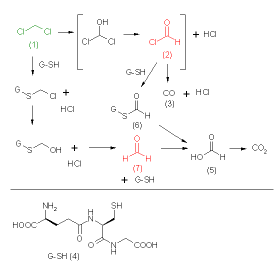 metabolic pathway