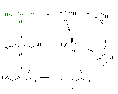 metabolic pathway